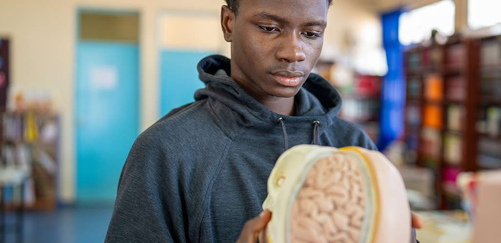 Jongeman (tiener) onderzoekt een plastichoofd met hersenen vast | Actueelbericht: Wat een burn-out met je brein doet en wat je ervan kunt leren